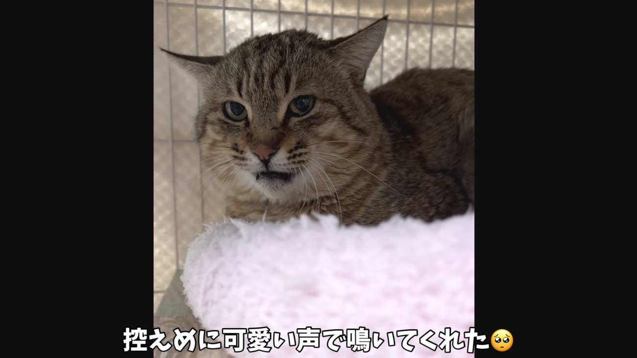 挨拶をするたこやきくん