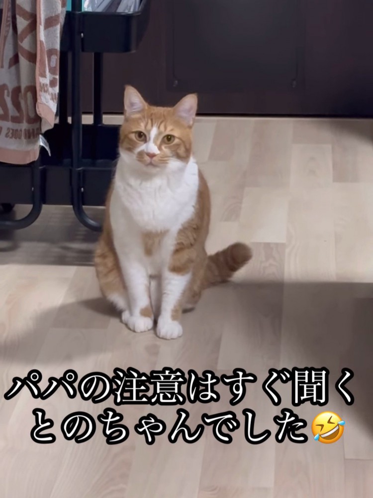 お座りする猫