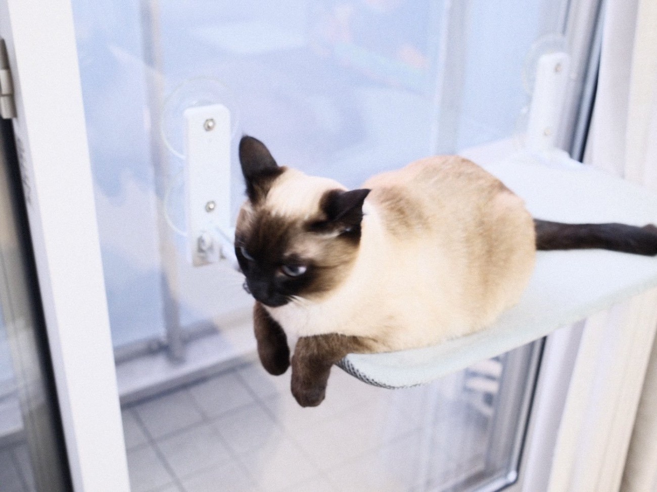 チョコンと座るすずりちゃん