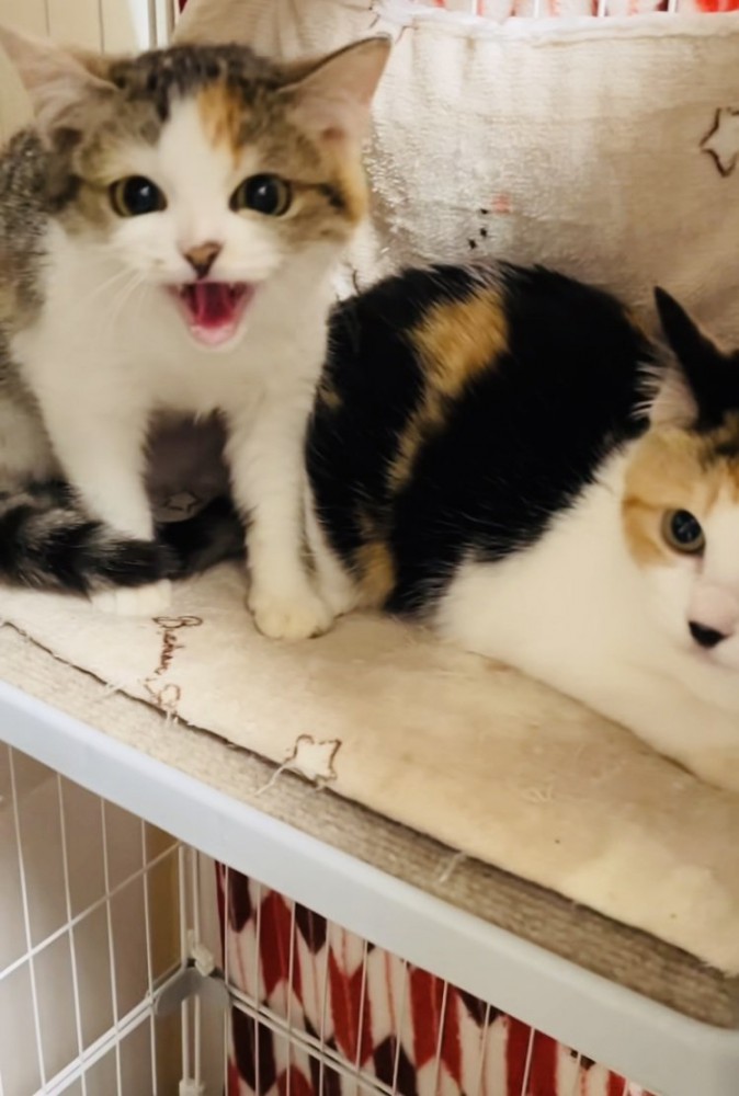 ケージの中からボランティアさんを威嚇する2匹の三毛猫