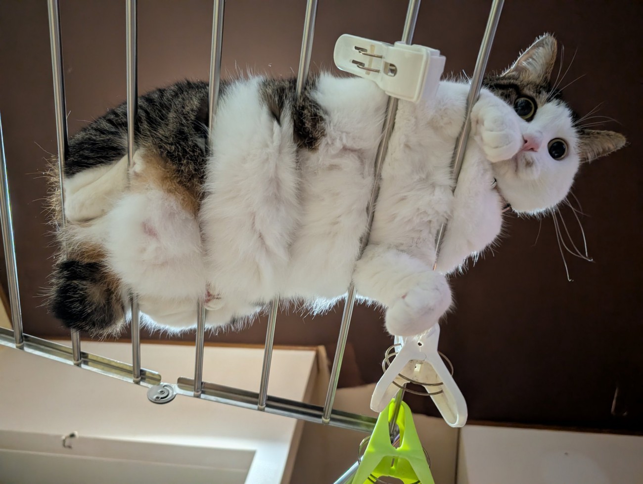 物干しスタンドの上で休む猫