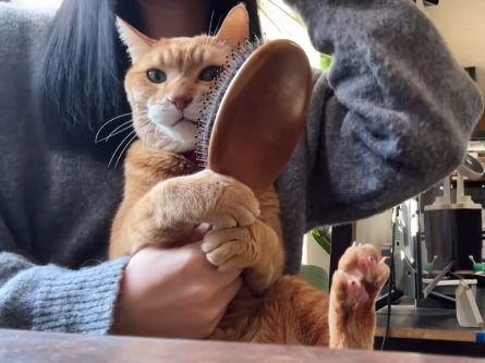 飼い主の膝の上でこすりつけるセルフブラッシングしている猫