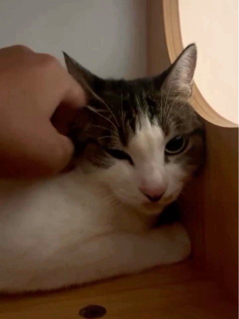 首をなでられる猫