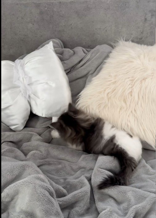 クッションのタグを噛んでいる子猫