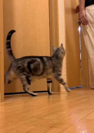 パパさんの方を見上げながら歩くジャックくん