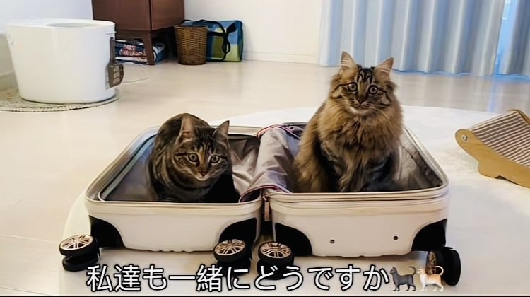 スーツケースの中の2匹のキジトラ猫
