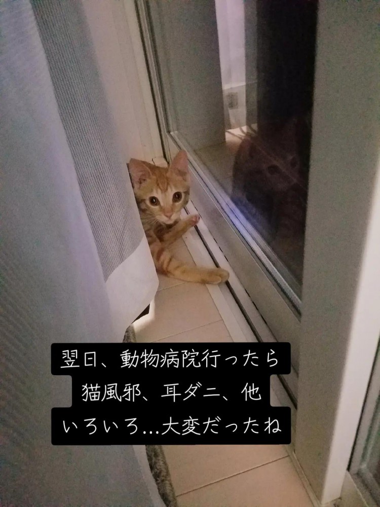 窓際にいる子猫