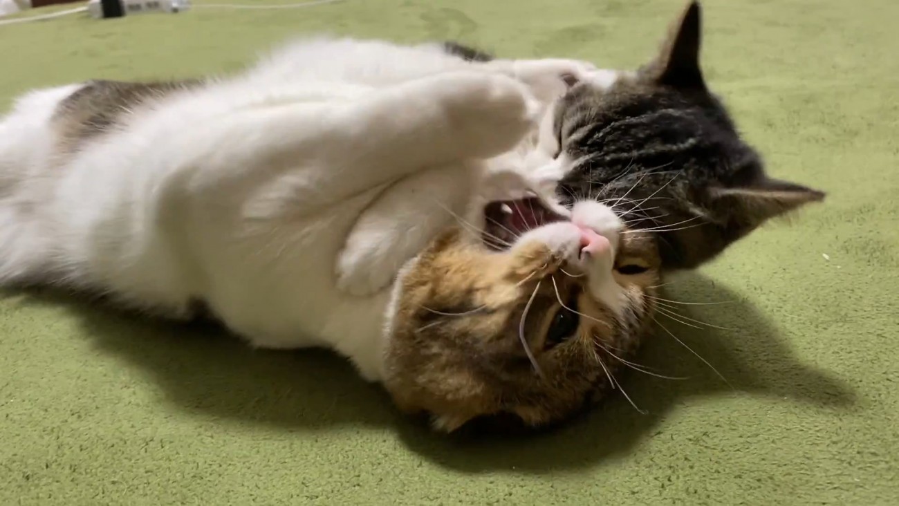 子猫に喉元を噛まれる成猫