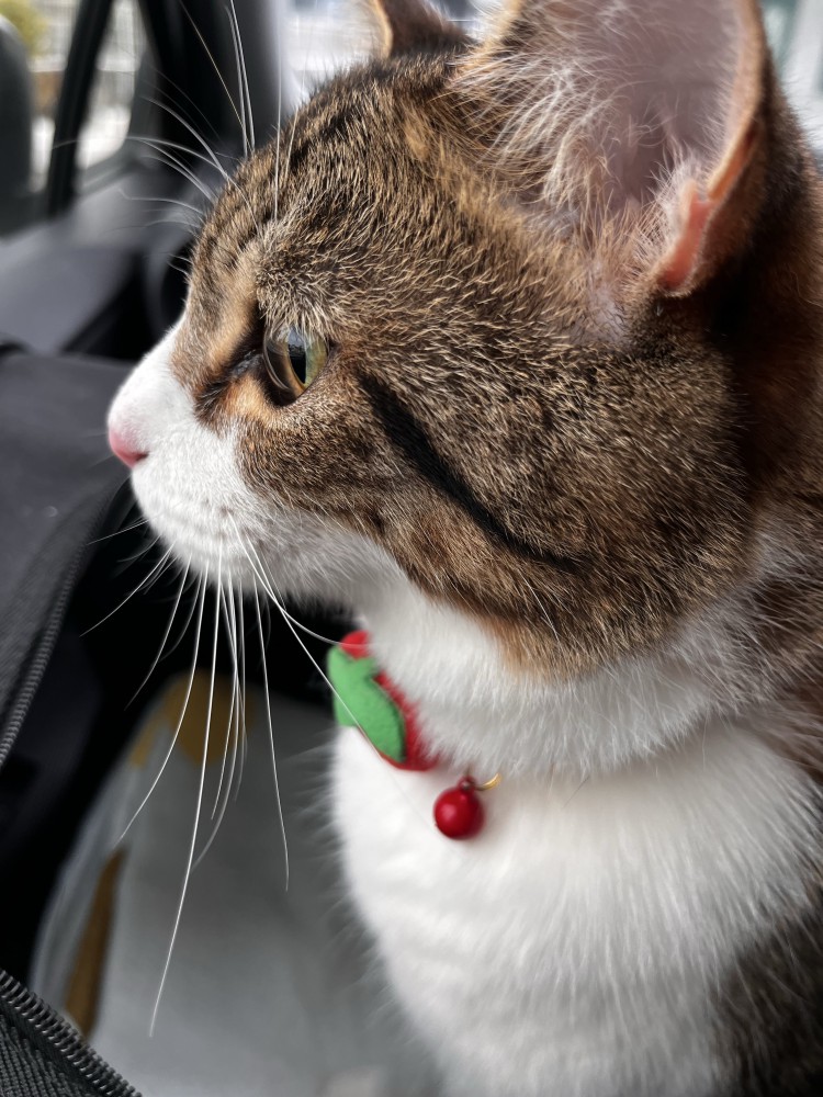 猫の横顔