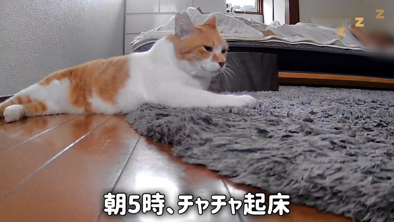 床に寝そべる猫