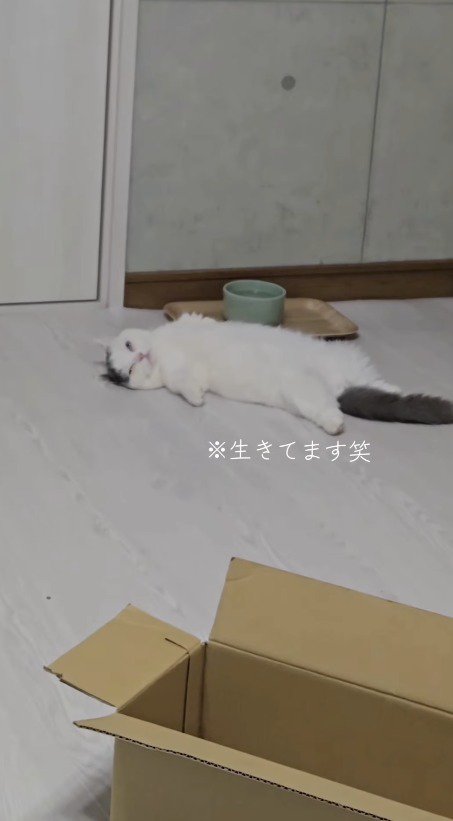 仰向けになって眠る猫を見て笑う飼い主
