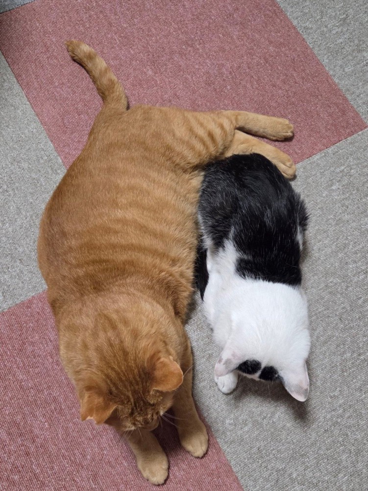 上から見た白黒猫と茶トラ猫