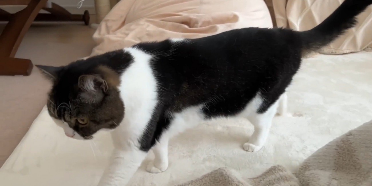 歩いている猫
