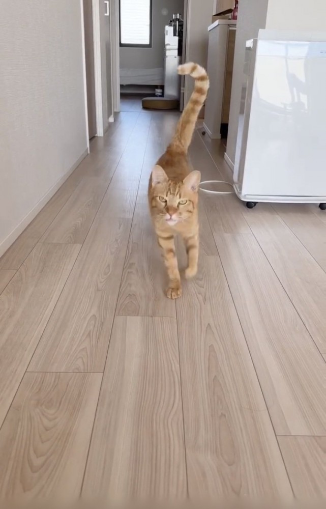 飼い主さんのほうに走ってくる茶トラ猫