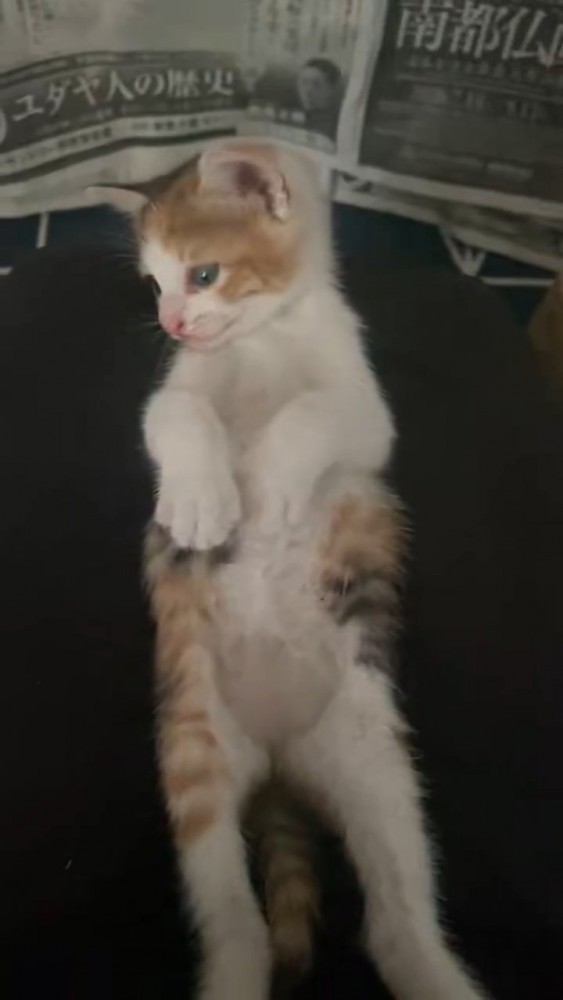 下を見ている子猫