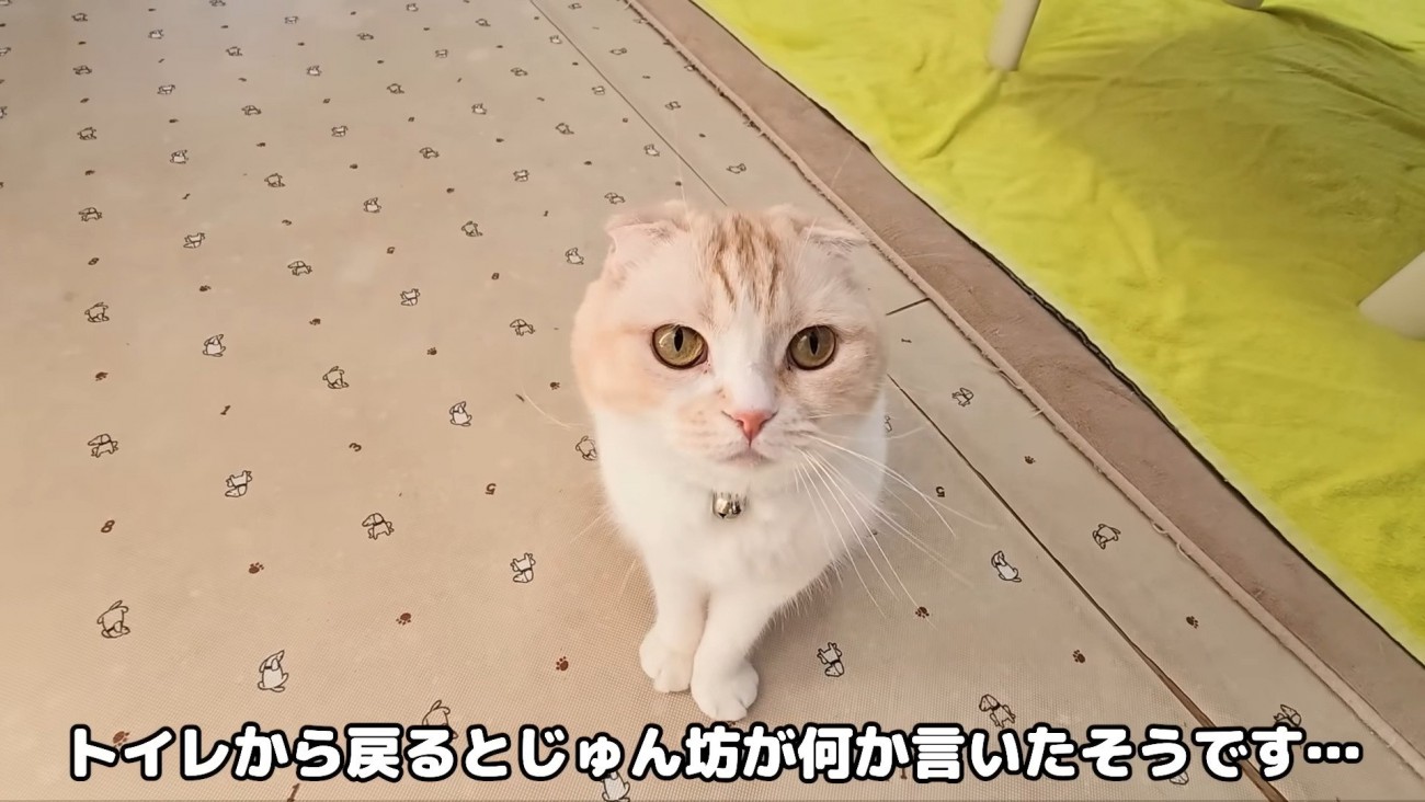 飼い主さんに報告しにきた猫さん