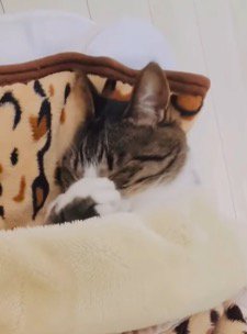 顔の前で前足をクロスさせる猫