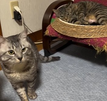 立っている猫とベッドに寝る猫