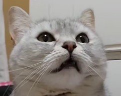 天井を見上げる猫