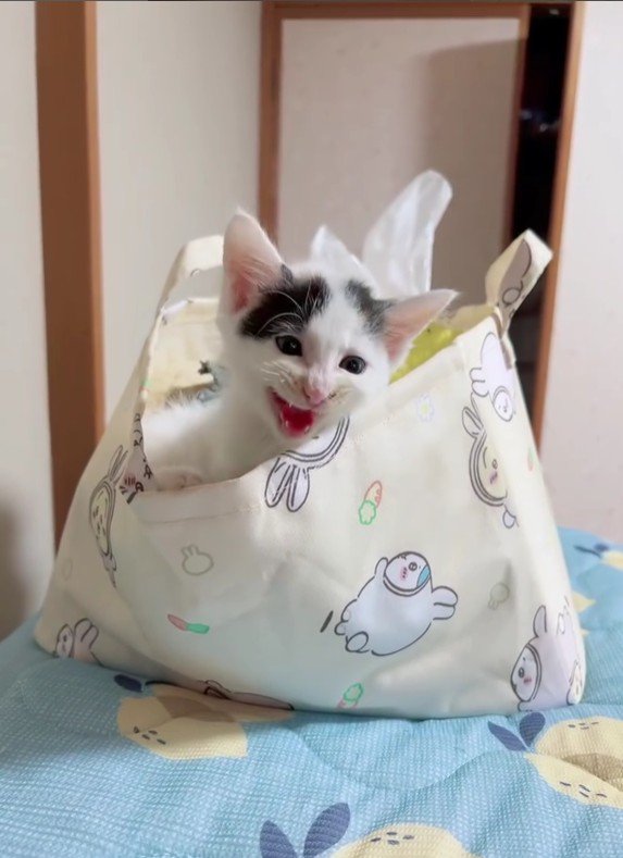 袋に入っている子猫