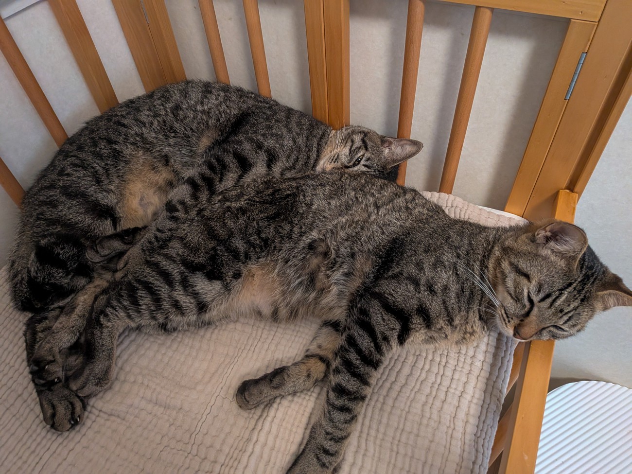 ベビーベッドでくつろぐ2頭の猫