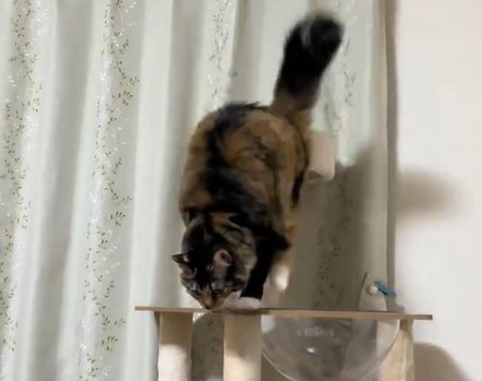 キャットタワー上から二段目で下を見る猫