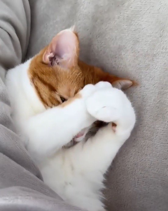 顔を覆っていた前足の力を抜く猫
