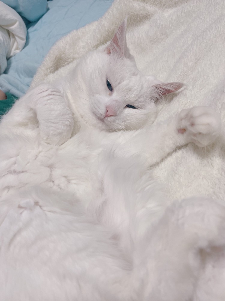 眠そうな顔でへそ天して左手をあげている白猫
