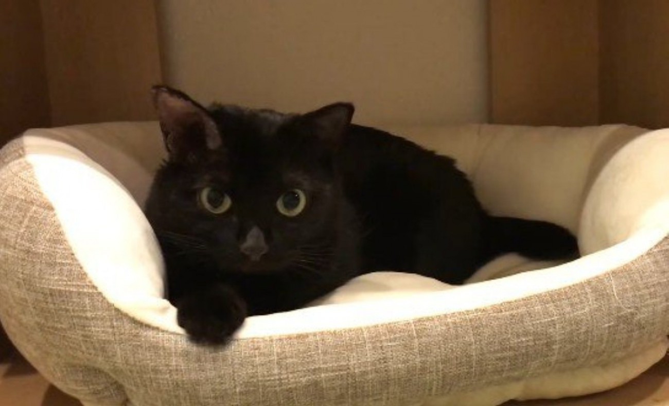 ベッドの中から見つめる猫