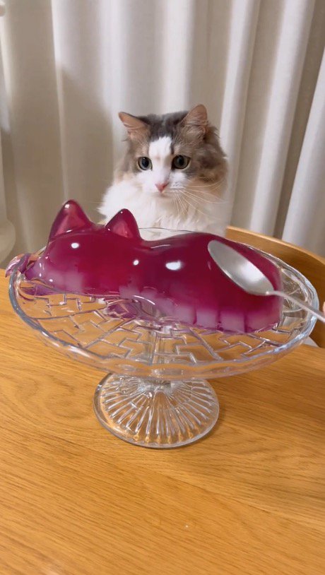 震えているゼリーを凝視する猫