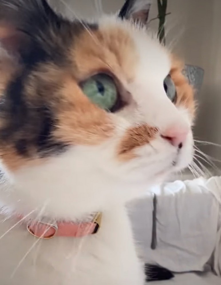 猫の横顔
