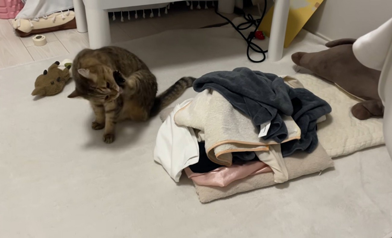 毛づくろいする猫