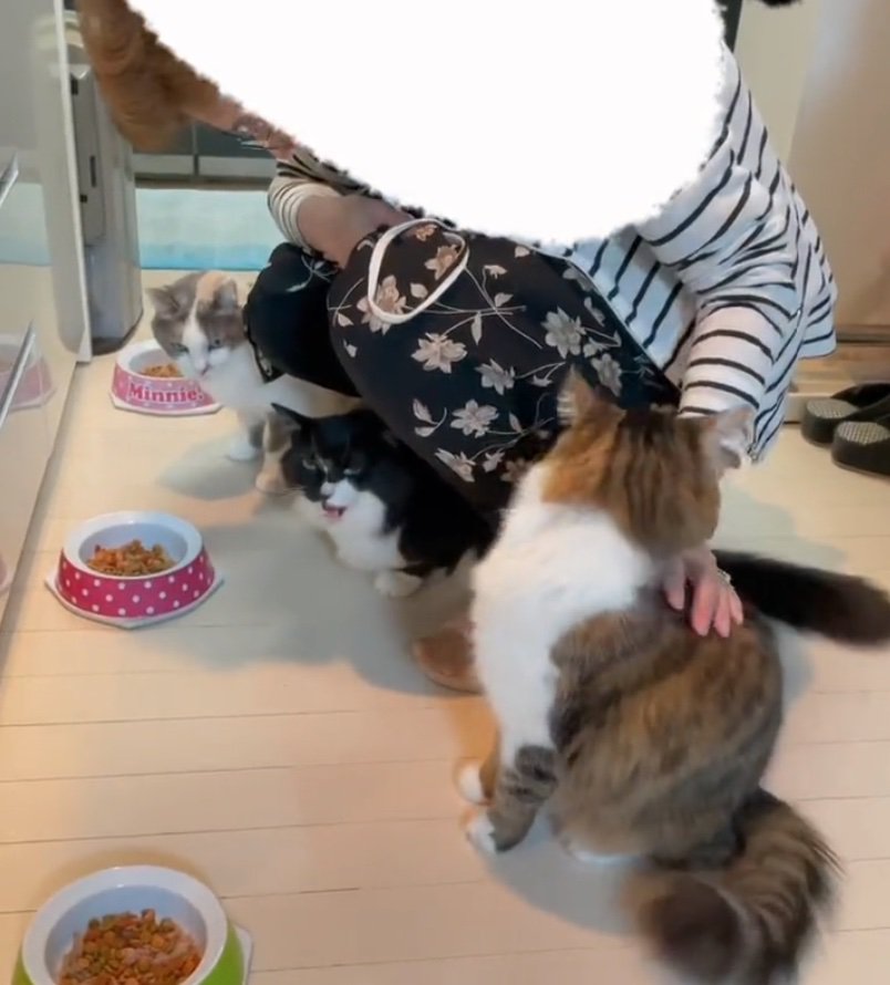 足の下でお返事する猫