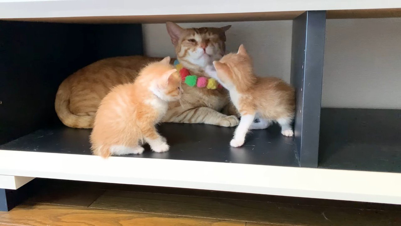 顔にタッチ