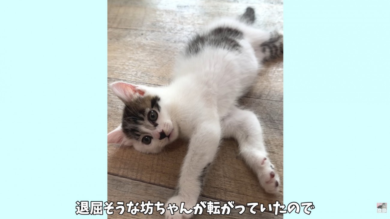 テロップ「退屈そうな坊ちゃんが～」