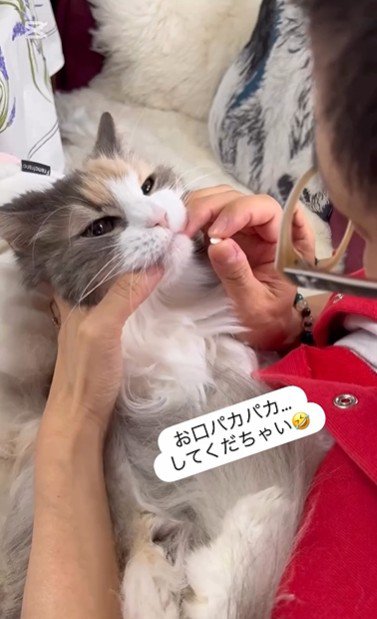 飲み薬を持っている人と抱かれている猫