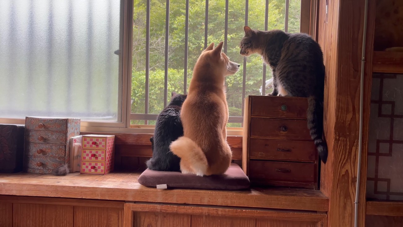 窓から外を眺める犬と猫