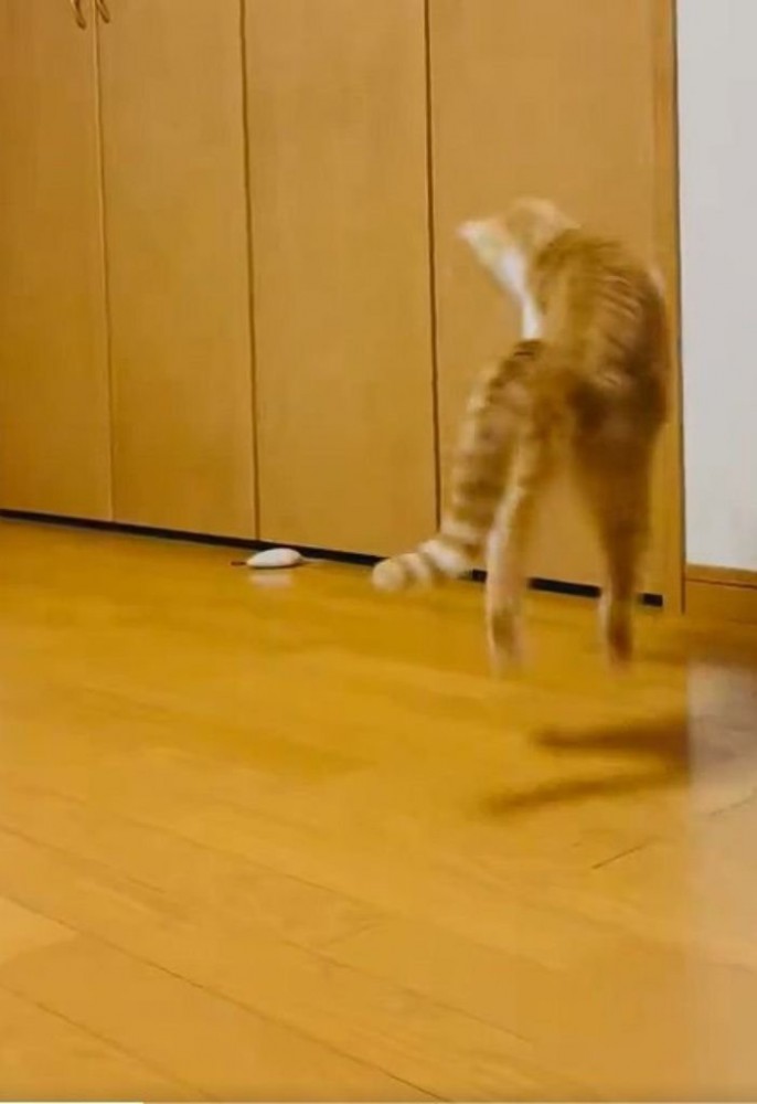 おもちゃを狙ってジャンプする猫
