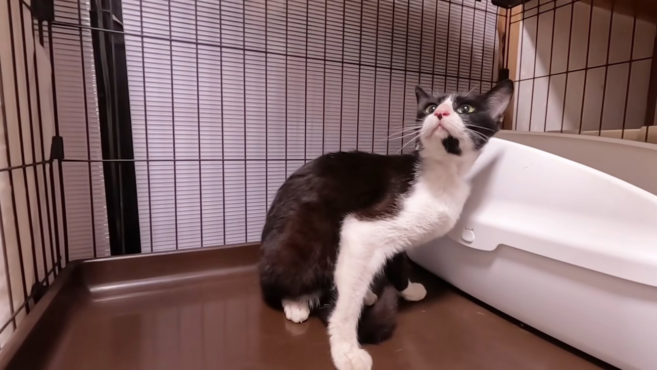 ケージの中で見上げる猫