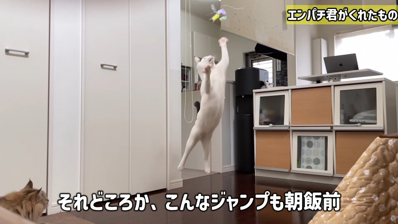 ジャンプする猫