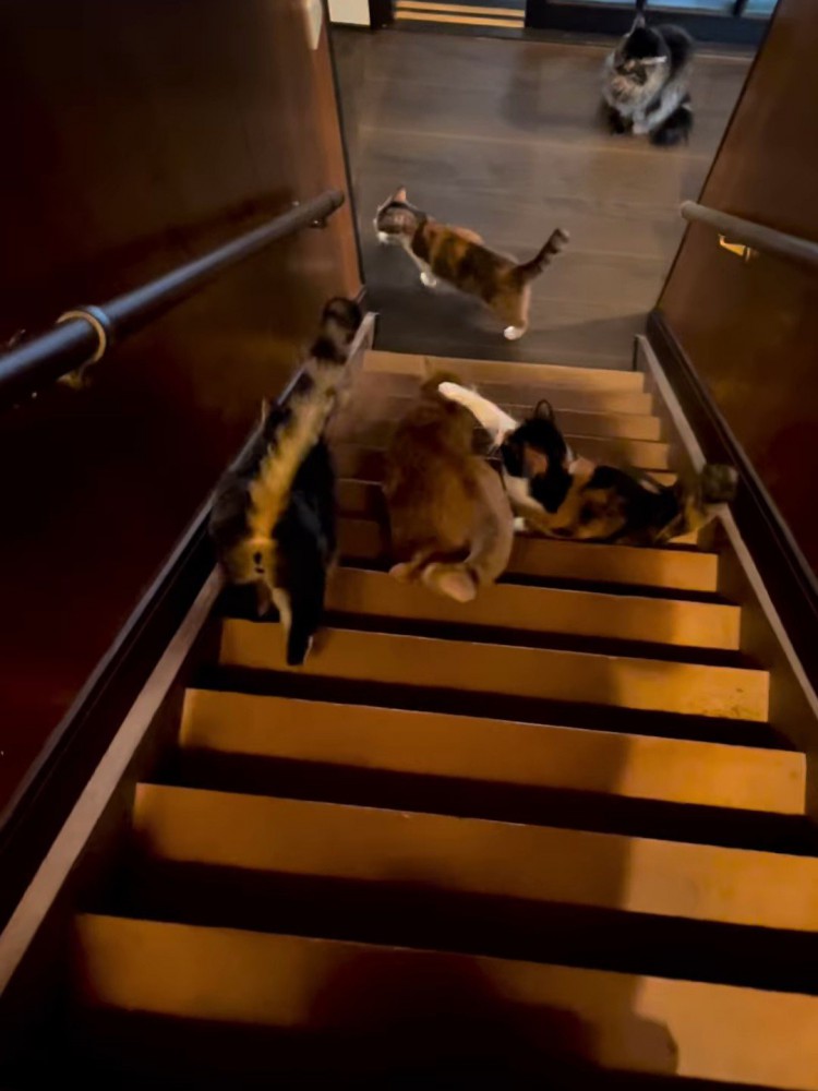 猫パンチする猫