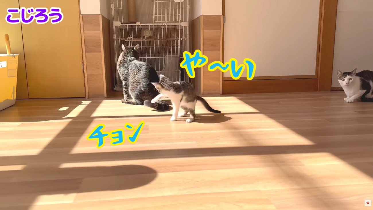 テロップ「こじろう や～い チョン」