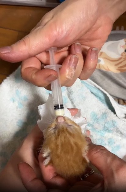 ミルクを飲む子猫