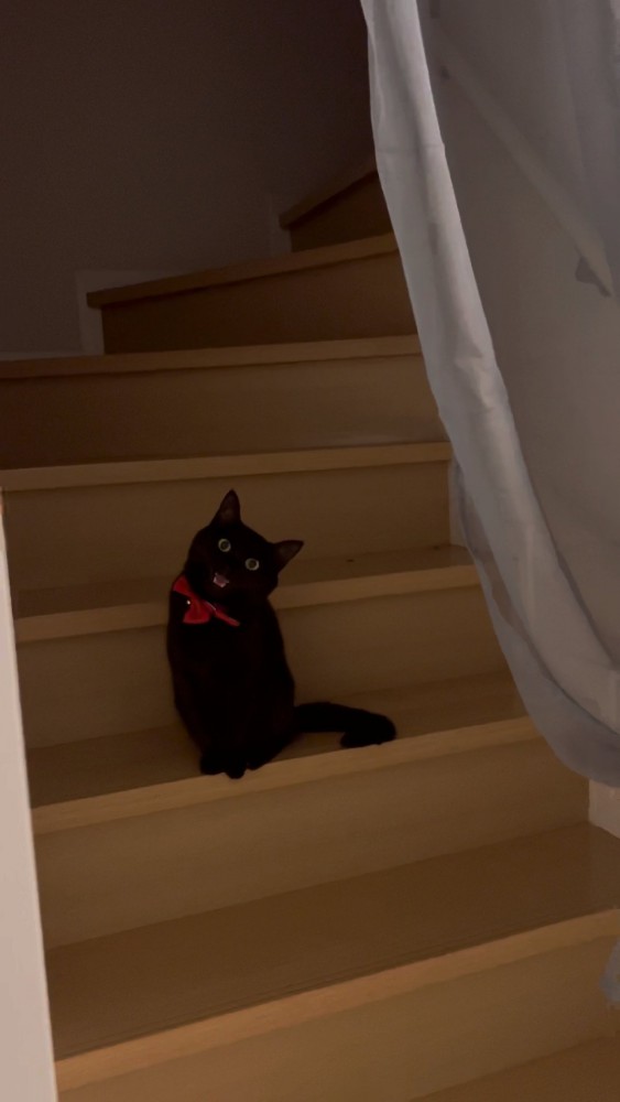 扉のむこうの猫さん