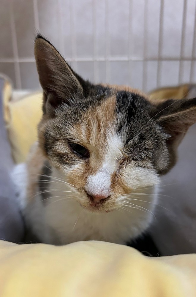 猫風邪で目が塞がっている子猫