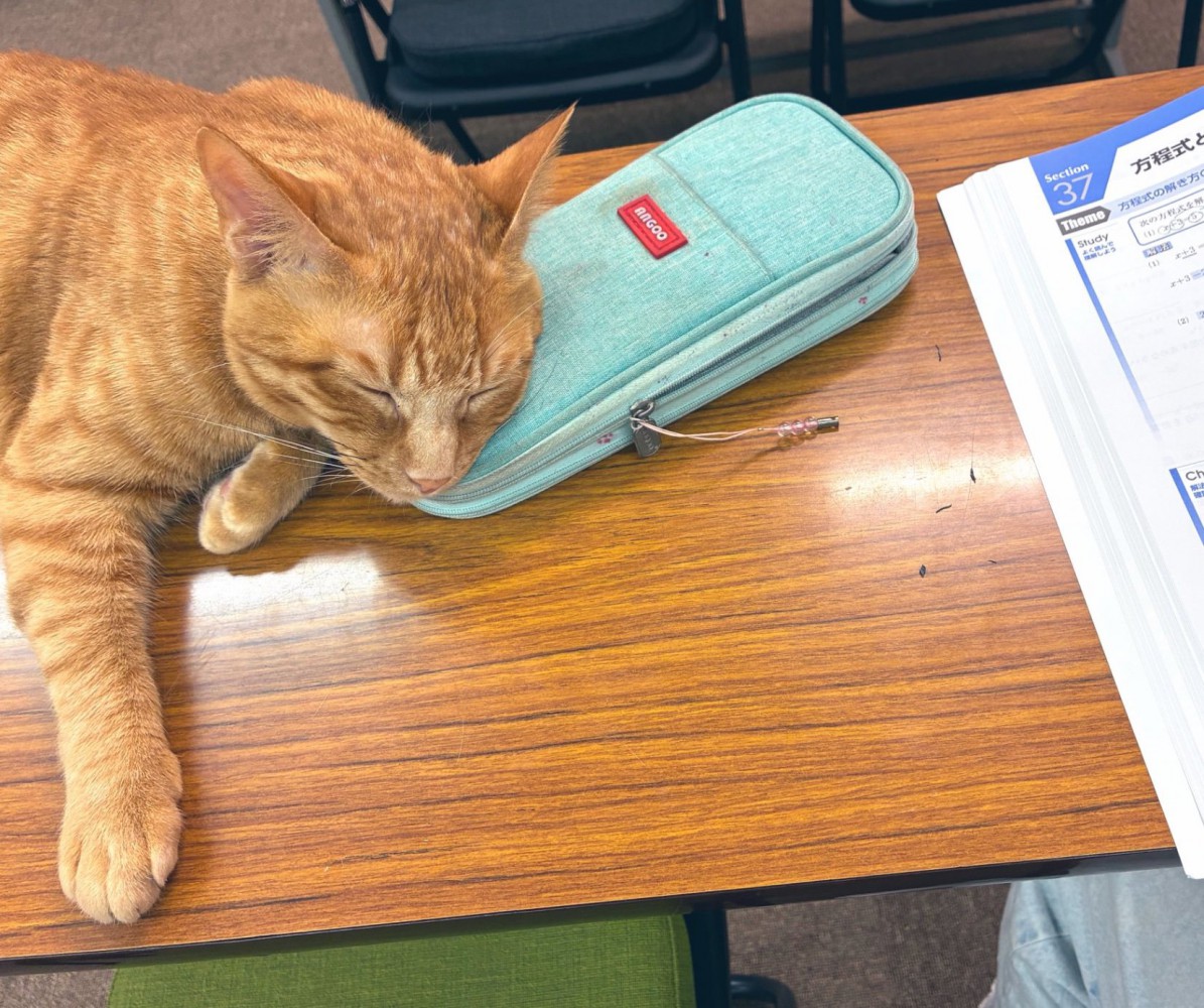 筆箱を枕にする猫