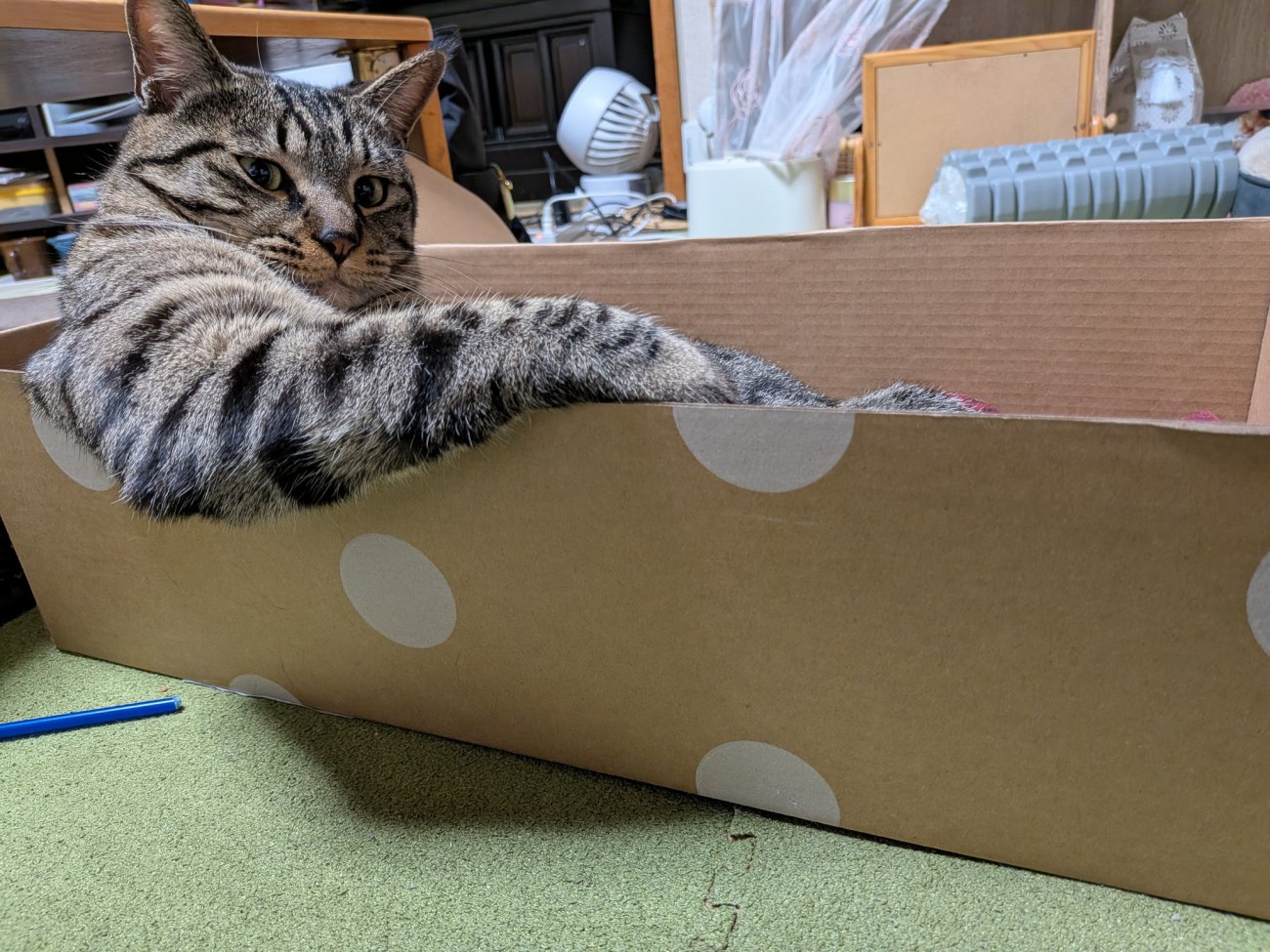 段ボール箱の中でドヤ顔して座る猫（下から）