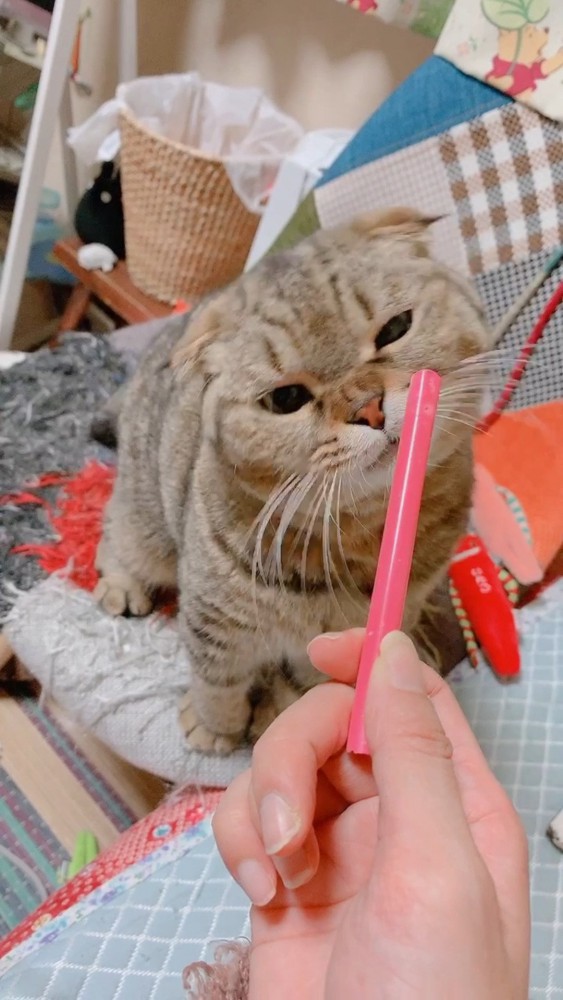 壊れたおもちゃと猫さん