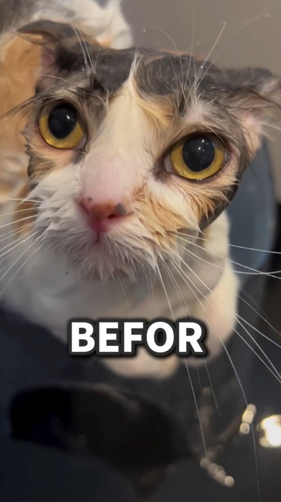 水を浴びて毛がしぼんだ猫