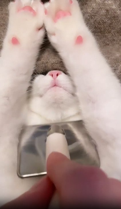 バンザイする子猫のアップ2